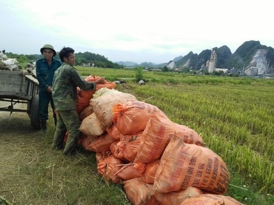 Nông dân hối hả thu hoạch lúa, ngô 'chạy' bão