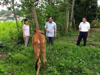 Trao bò giống sinh sản cho hộ nghèo ở Quế Phong