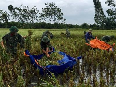 Hơn 200 chiến sỹ giúp dân gặt lúa chạy bão