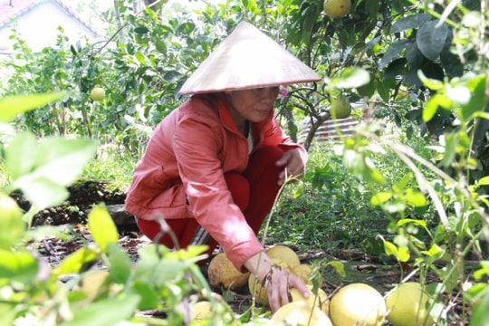 Hàng vạn quả bưởi Phúc Trạch rụng tả tơi, dân tê tái