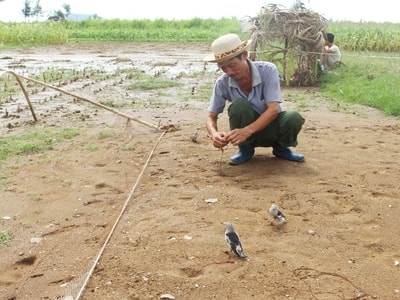 Nguy cơ tận diệt chim trời sau bão