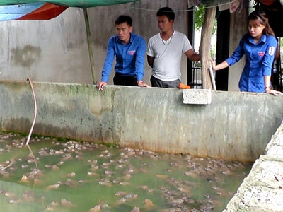 Nuôi ếch Thái lãi gần 100 triệu đồng/năm