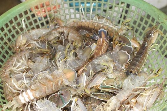 Ngư dân Nghệ An 'trúng' ghẹ và tôm tít sau bão