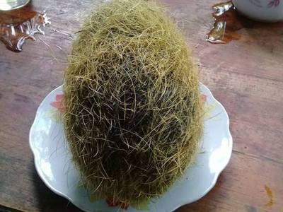 Cát lợn được trả giá 200 triệu đồng ở Nghệ An?