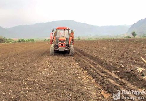 Nông dân Nghệ An tích tụ ruộng đất sản xuất lớn