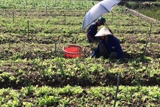Nông dân Nghệ An khôi phục sản xuất rau màu sau bão