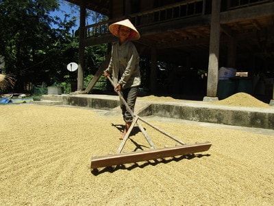 Sau bão, nông dân Quỳ Châu khẩn trương thu hoạch lúa