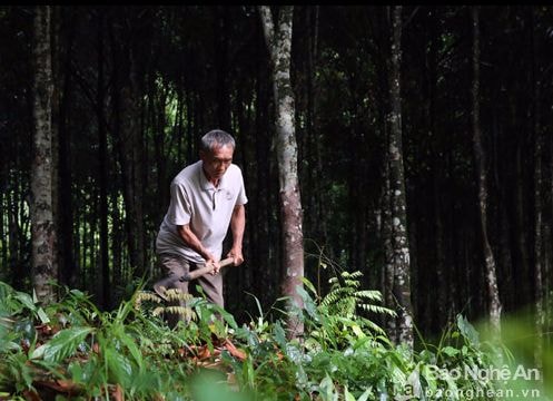 Thương lái thu mua cả lá quế: Mừng hay lo?