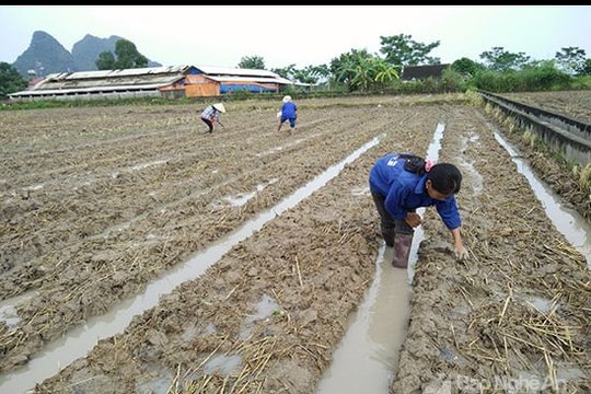 Anh Sơn gieo trỉa lại 650 ha ngô đông sau bão