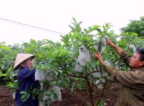 Nghĩa Đàn: Dư nợ tín dụng chính sách trên 377 tỷ đồng