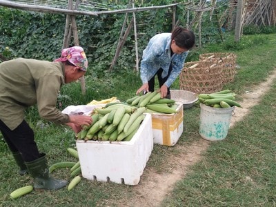 Giá rau xanh tăng mạnh sau bão