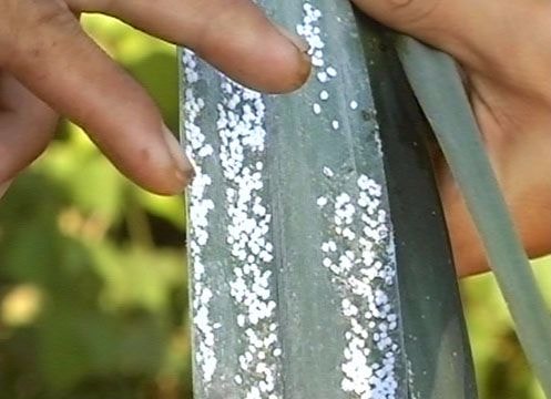 Hơn 1.000 ha mía ở Quỳ Hợp bị rệp xơ bông trắng