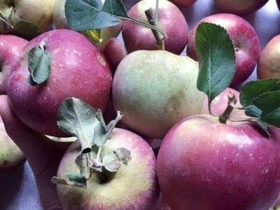 Táo đá Hà Giang: Siêu lừa hàng Tàu tung hoành Bắc Bộ