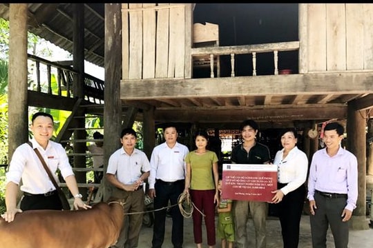 Tặng bò giống cho hộ nghèo ở Quế Phong