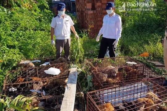 Tiêu hủy 72 con chó không có giấy tờ kiểm dịch