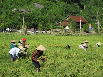 Nghệ An: Lúa mùa một giống trên cánh đồng lớn đạt năng suất cao