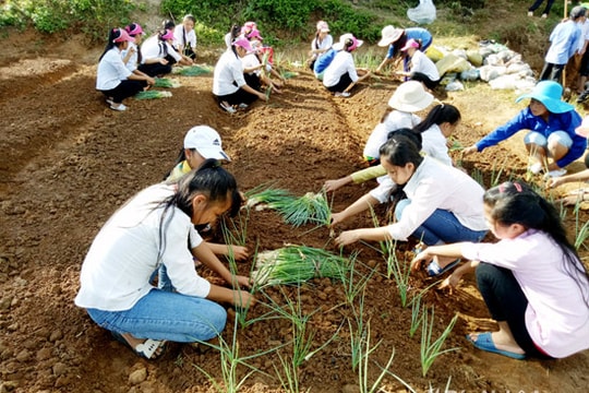 Học trò bán trú người Mông say mê trồng rau sạch