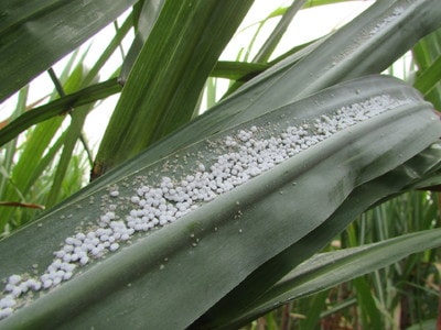 Vùng mía trọng điểm của Nghệ An bị rệp xơ bông trắng hoành hành