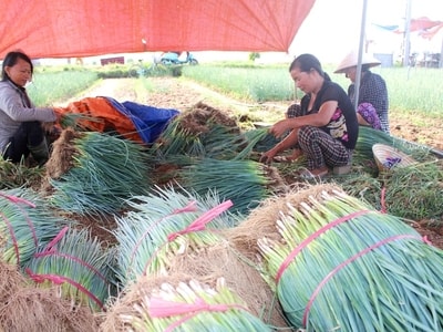 Ưu tiên hỗ trợ hợp tác xã đầu tư phát triển kết cấu hạ tầng