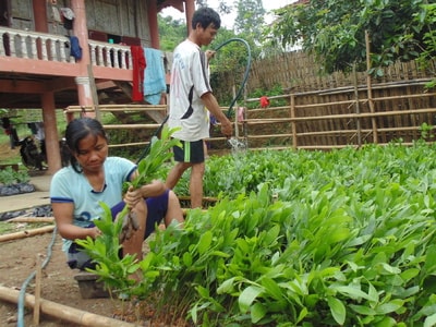 Người Đan Lai ở Thạch Ngàn tập làm kinh tế
