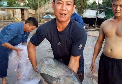 Bắt được cá trắm đen 'khủng' ở hồ Sông Sào