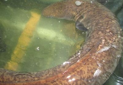 Bắt được cá lệch 'khủng' giá 10 triệu đồng trên sông Lam