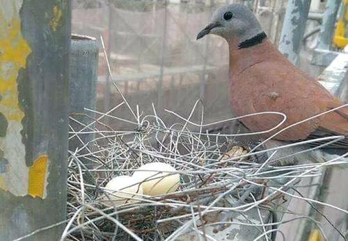 Xôn xao chim bồ câu làm tổ bằng sắt