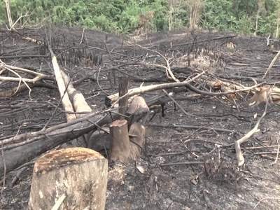 Kịp thời xử lý vụ hủy hoại rừng khoanh nuôi tái sinh ở Quỳ Hợp