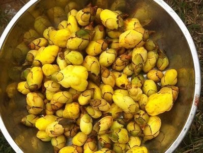 Quỳ Châu: 50 mô hình ứng dụng khoa học công nghệ