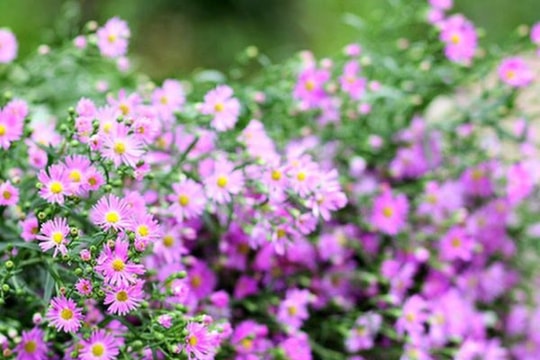 Quyến rũ những loài hoa gợi sắc thu