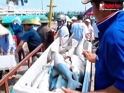 Tấp nập bến cá sau mưa lũ