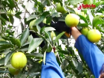 Cam Phủ Quỳ và nỗi lo giữ gìn thương hiệu