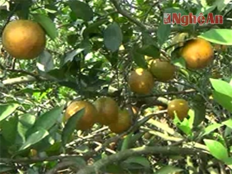 Lối đi nào cho thương hiệu Cam Vinh