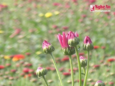 Xuân về trên làng hoa ven đô