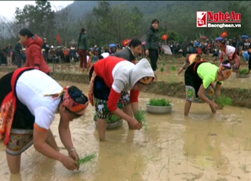 Tưng bừng hội thi cấy ở Tương Dương