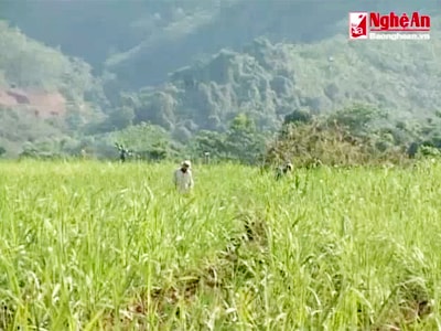 "Hạt giống xóa nghèo"