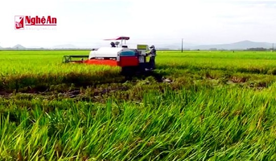 Kinh nghiệm làm nông thôn mới ở Yên Thành