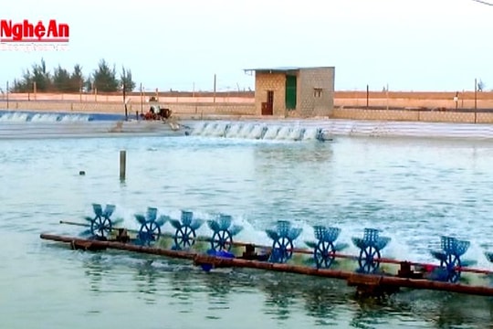 Nghề nuôi tôm trên cát ở Diễn Châu