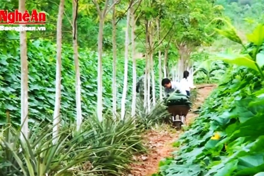 Hiệu quả công nghệ tưới nhỏ giọt ở Tân Kỳ