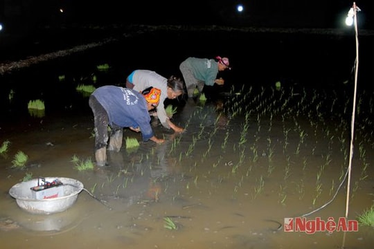 Nông dân đi cấy đêm