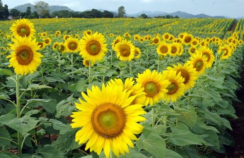 "Bay" trên cánh đồng hoa hướng dương