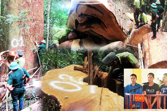 Tăng cường các giải pháp bảo vệ rừng