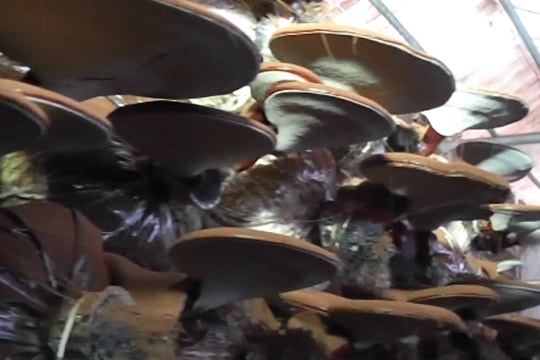 Nấm linh chi cho thu nhập cao ở Yên Thành