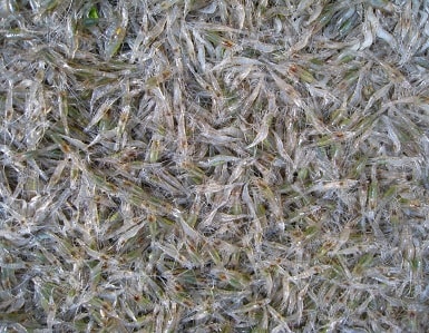 Độc đáo xúc tép nhảy ở xã biên giới Mỹ Lý (Kỳ Sơn)