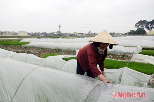 Nông dân Yên Thành tăng cường phòng chống rét