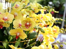 Những cách chăm sóc hoa ngày Tết