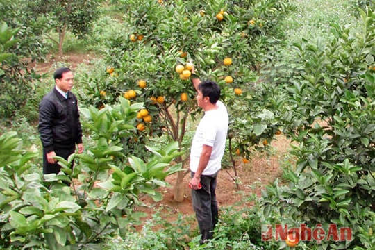 Nông dân Yên Thành trúng đậm hàng Tết