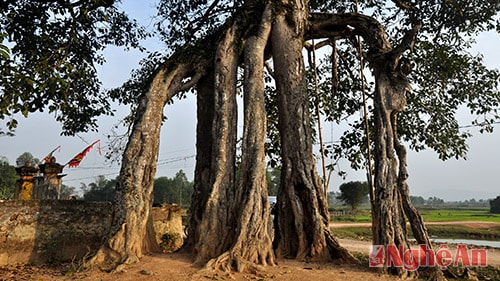 Khám phá cây muỗm nghìn tay độc đáo ở Nghệ An