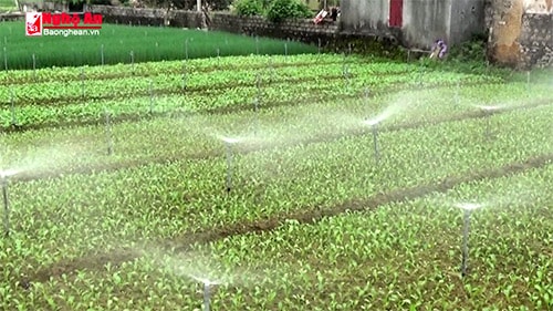 Nông dân Nghệ An với những mô hình sản xuất chống biến đổi khí hậu