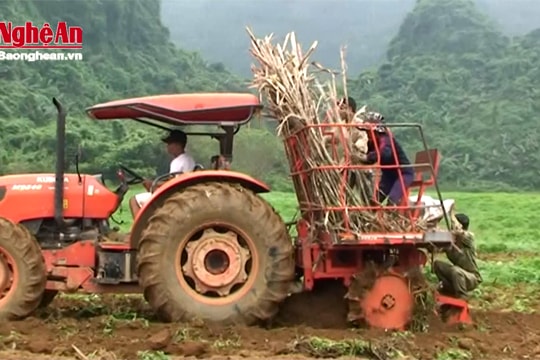 Xem máy trồng mía ở Anh Sơn